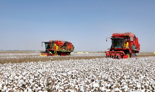 中国棉花进出口数据从哪查？中国棉花进出口情况