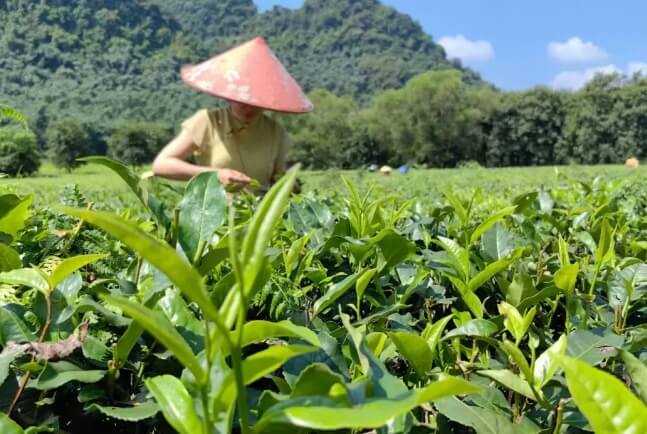 茶叶做外贸怎么找客户？帮你精准开发客户